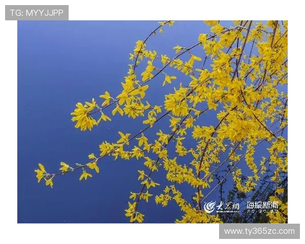 开云体育入口注册指南，详细介绍注册时需要准备的资料与注意事项